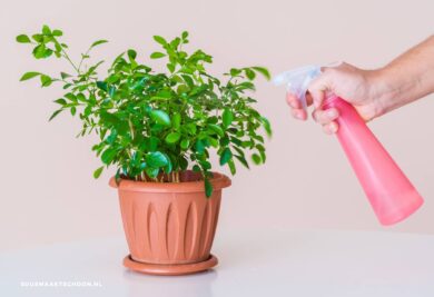 Plant besproeien met een sprayfles: witte schimmel op kamerplanten