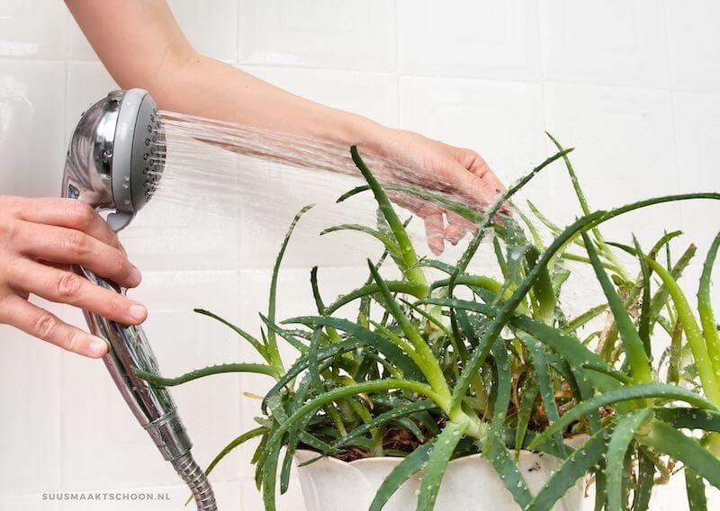 kamerplanten schoonmaken onder de douche