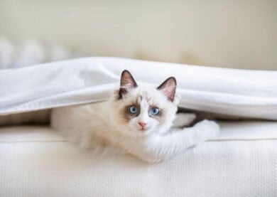 matras schoon houden