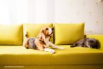 honden- en kattenhaar verwijderen van stoffen bank : hond en kat op gele bank