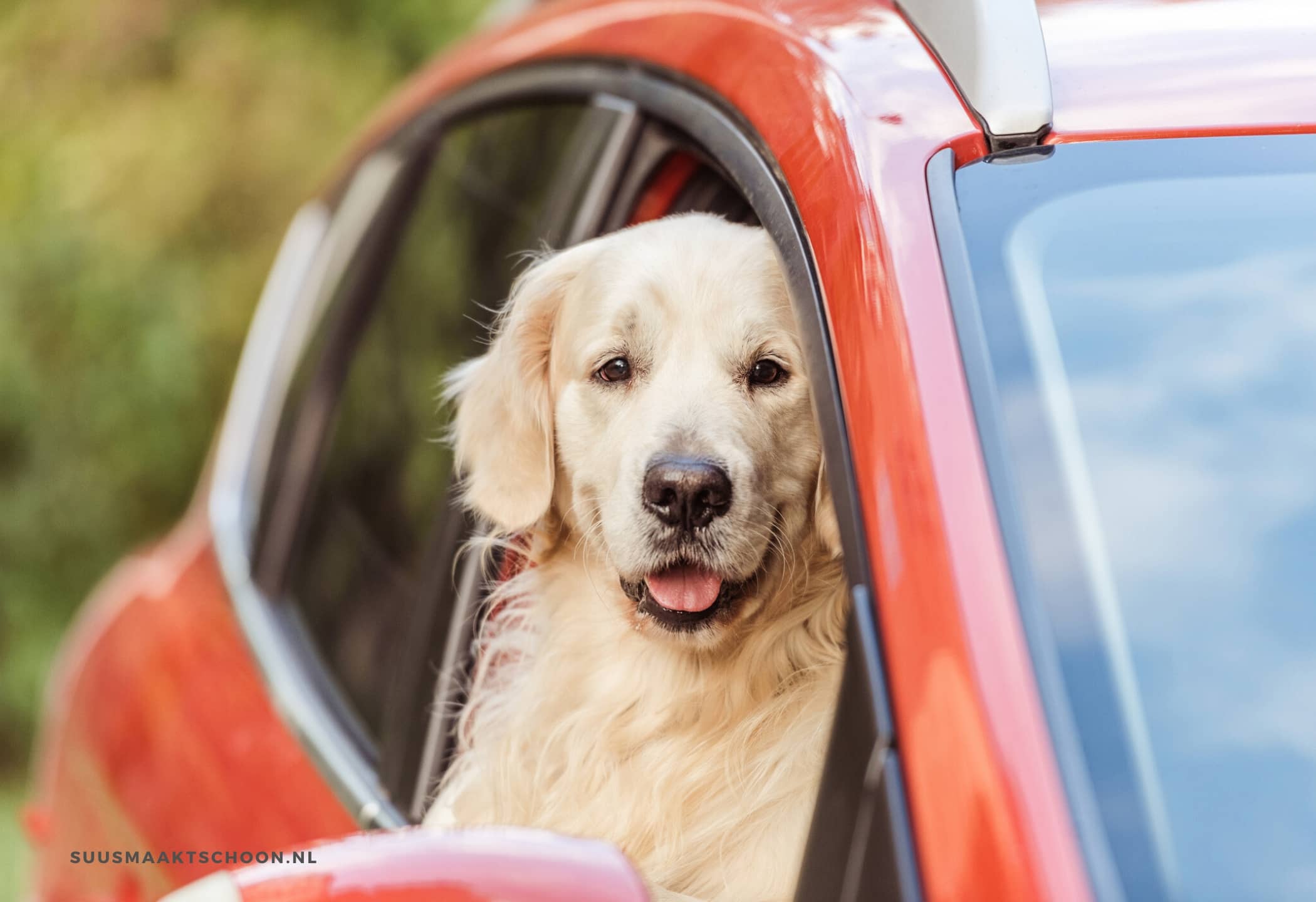 Golden retriever steekt zijn kop uit het raam van een rode auto – tips om hondenhaar uit de auto te verwijderen.