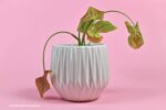 rommelig huis: dode plant