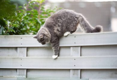 Kat klimt over schutting, de schutting is er tegen poepende katten in de tuin