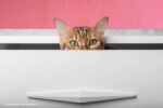 rommelige hoekjes: kat in rommelade