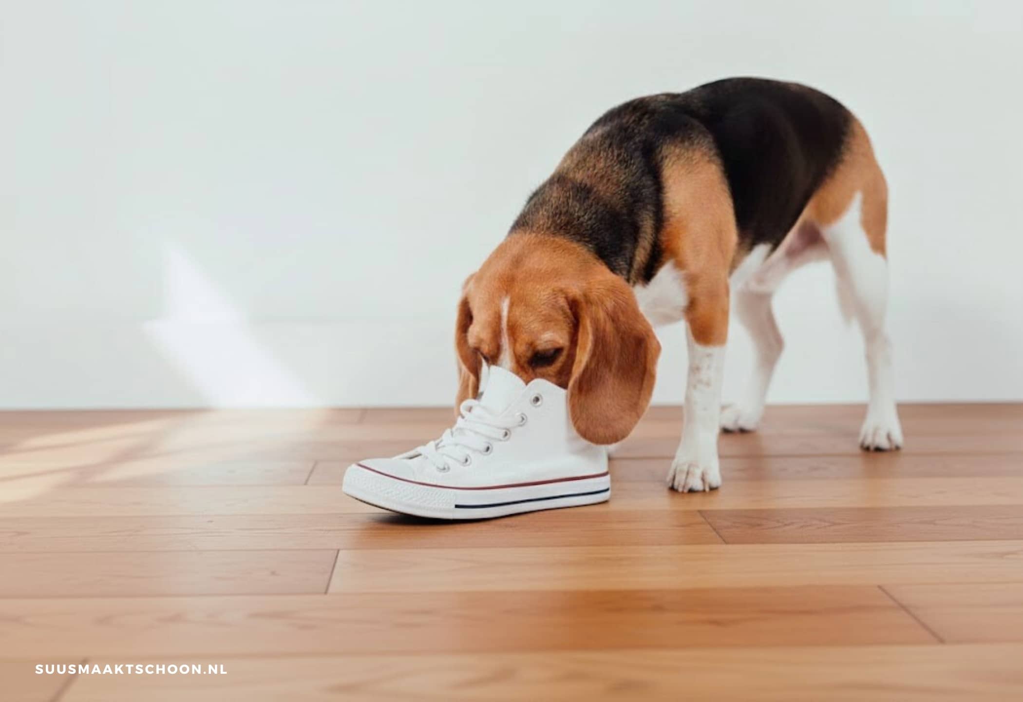 Hond snuffelt aan witte sneaker: stinkende schoenen